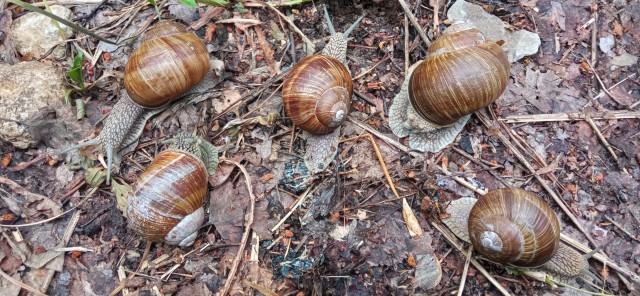 В Москве впервые за 15 лет заметили редкого жука