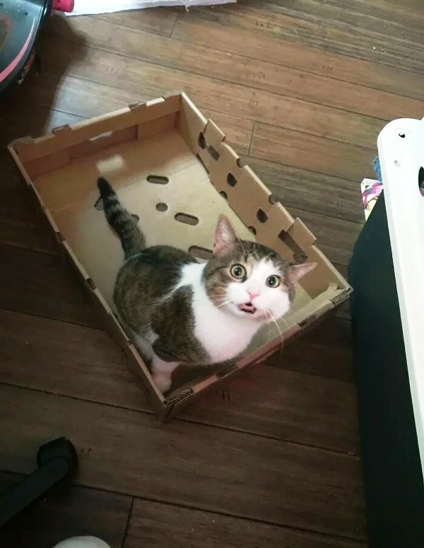 Ловушки для котов