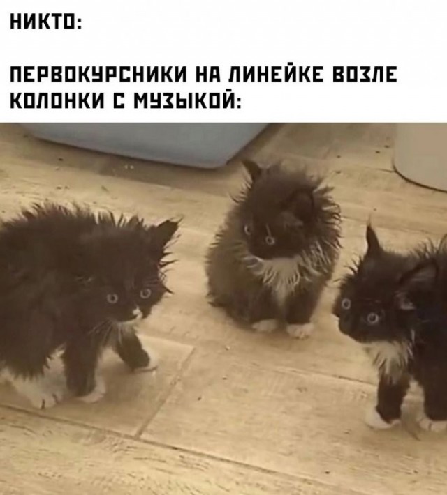 Свеженькие бояны