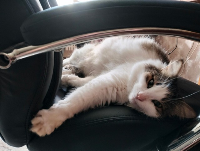 Котя моя. Ну и пусть собакочетверг!