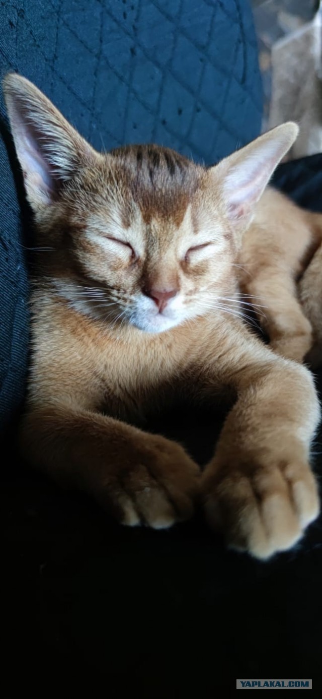 Котовторник. Моему мультяшке 1 год