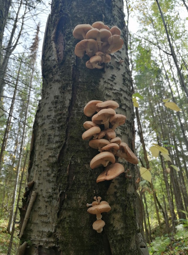 Накосили