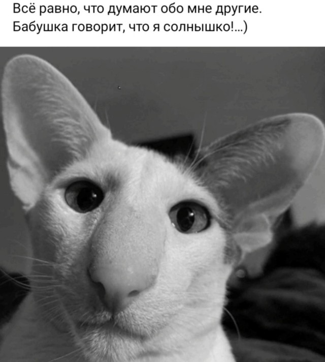 Котики, панки и дестрой
