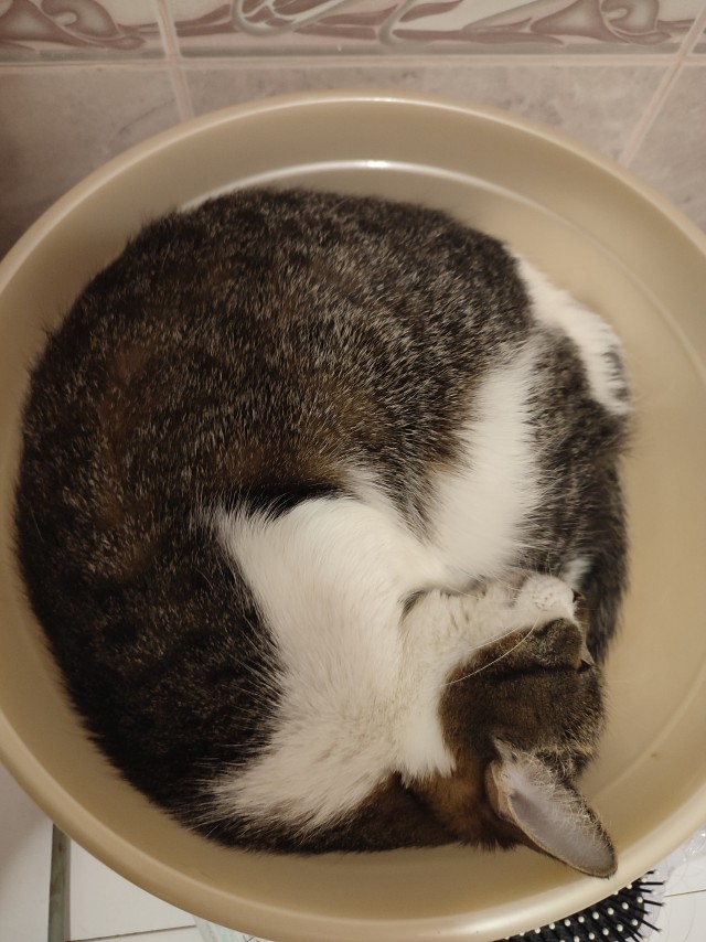 Кот в рамках бытия
