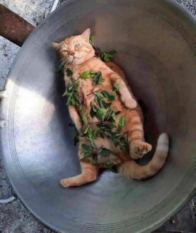 ФотоВинегрет