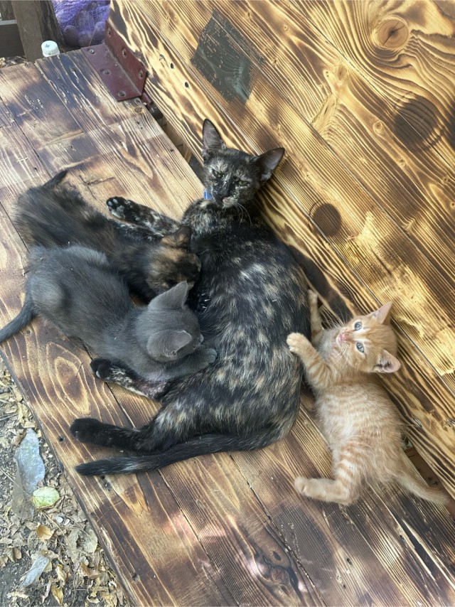 С Котовторником!