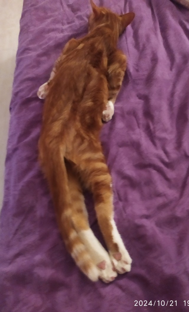 К котовторнику!)