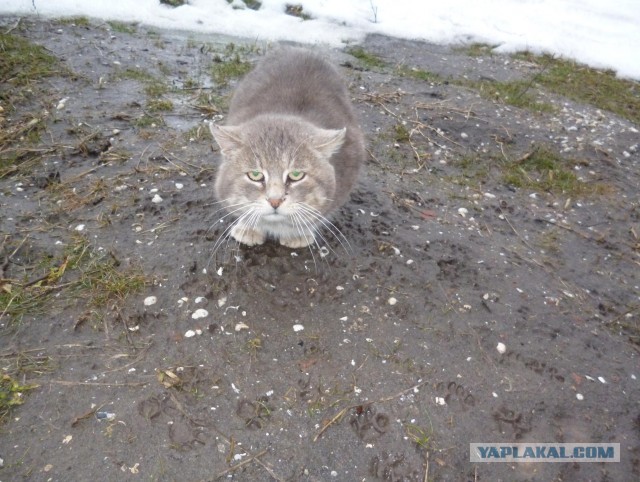 Котовторник 05/11/2024