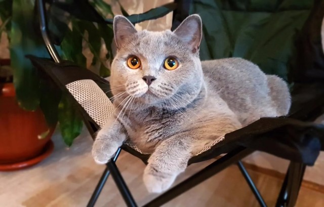 Просто кот. Самый красивый