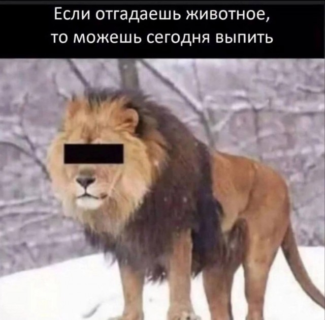 Хомяк Чака Норриса