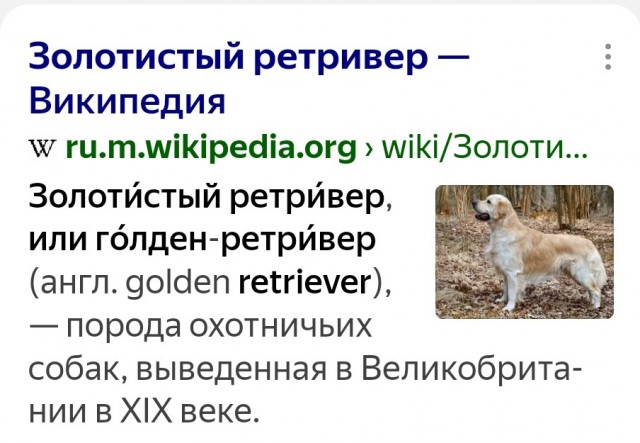 Увлекательно собираем апельсины с золотистым ретривером