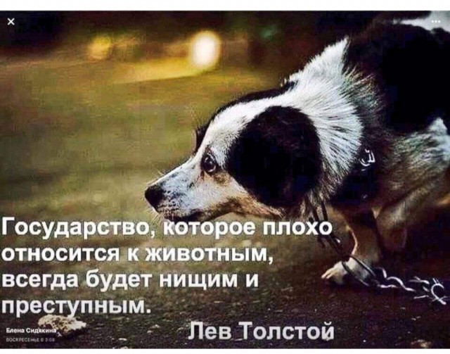 Ты беги, беги по Радуге, зверь, мягкими лапами переступай... В память о Славе