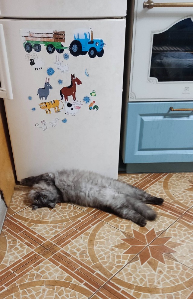 Спящий кот