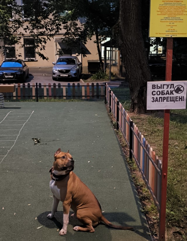А собакочетверг-то будет?