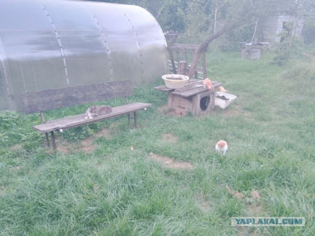 Жизнь домашнего приюта для котеек 557