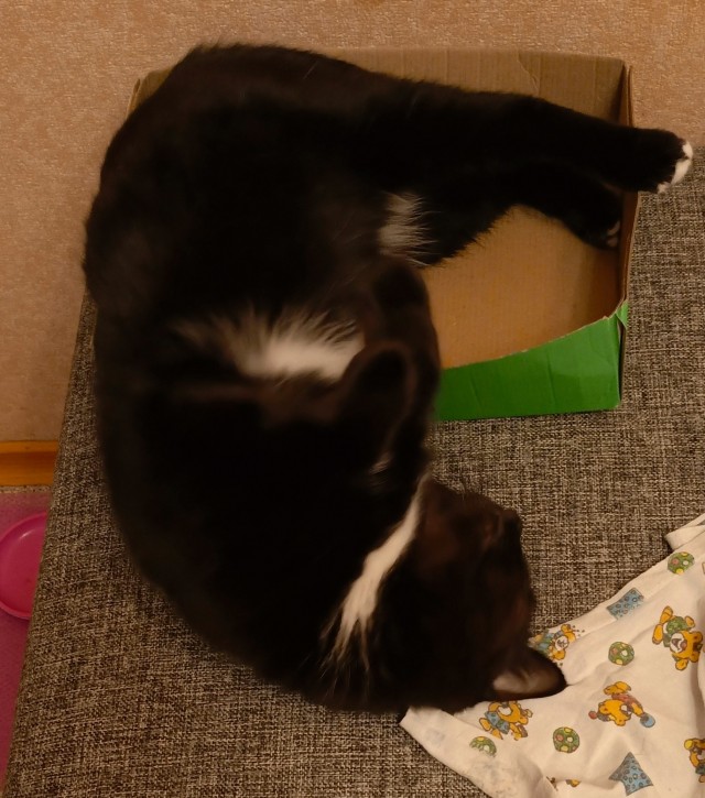 Чёрный котовторник
