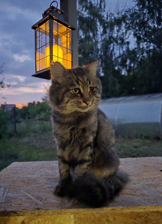 Кот под лампой.