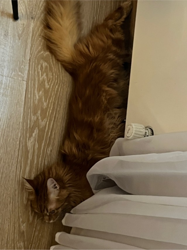 Котовторник