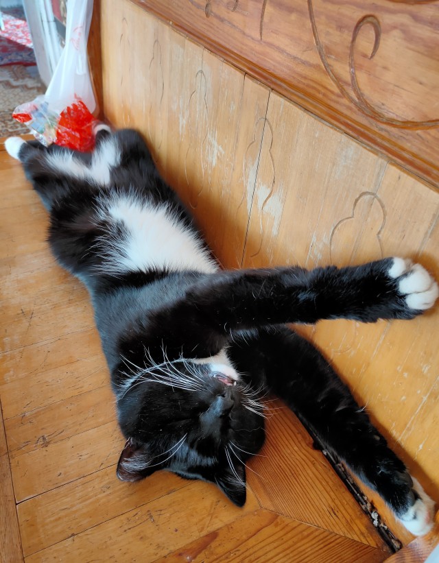 Котовторник