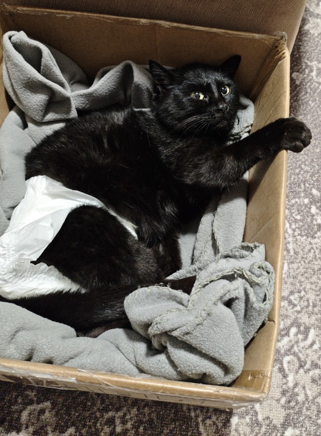 Черные котики не умирают первого января!
