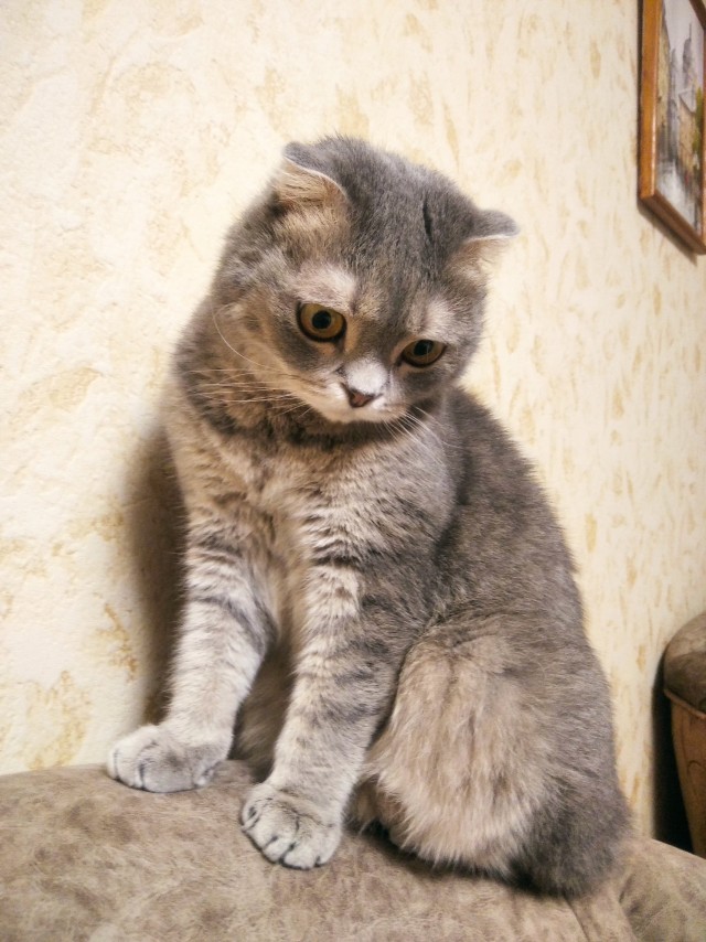 Котовторник