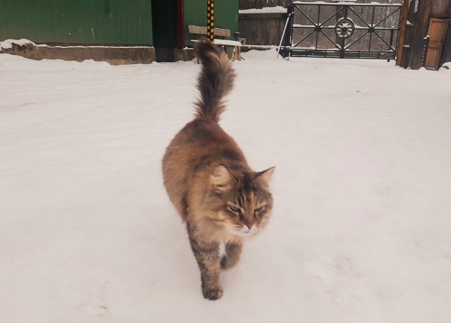 Уличные котики