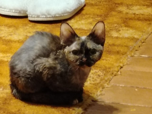 Жизнь домашнего приюта для котеек 574