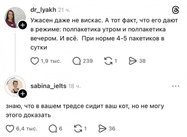 Одни кошки на уме