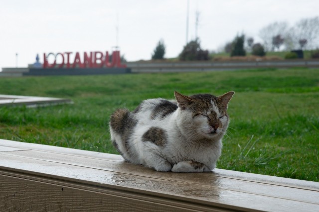 Уличные кошки Стамбула