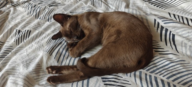 Котовторник. Цеховые