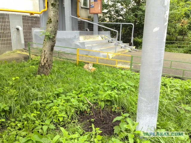 Котовторник  30.07.2013