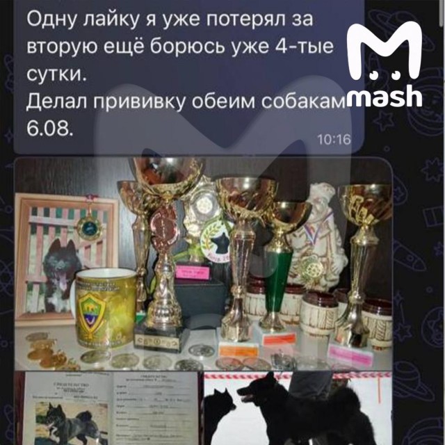 Сотни собак со всей России оказались при смерти после прививки от бешенства вакциной "Мультикан-8"