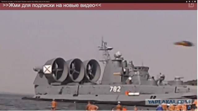 Зубр приплыл на пляж
