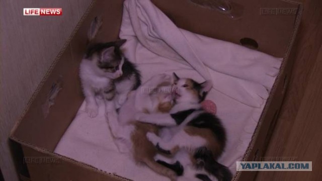 Вернувшиеся с отдыха москвичи нашли в диване кошку