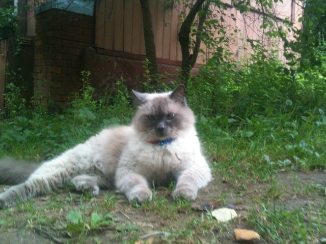 Котовторник на 24.09.2013г