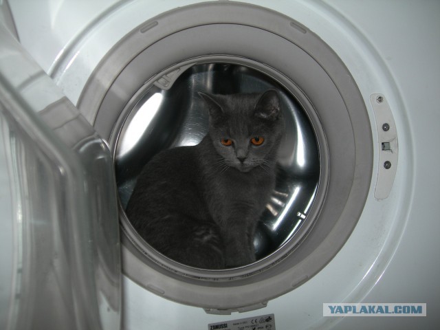 Котовторник 26.11.2013