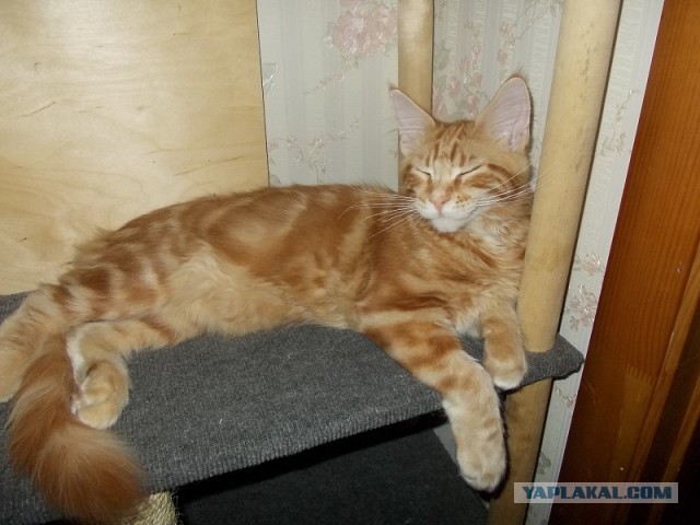 Котовторник   17.12.2013