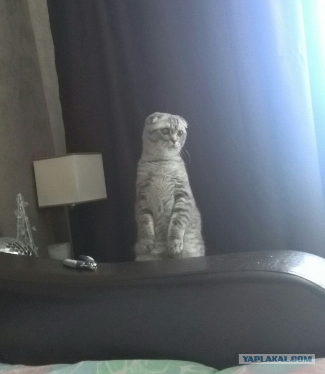 Завидую своему коту