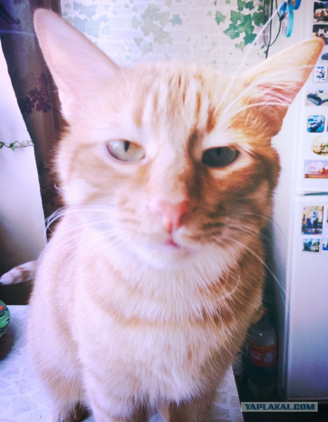 Котовторник 17.06.2014