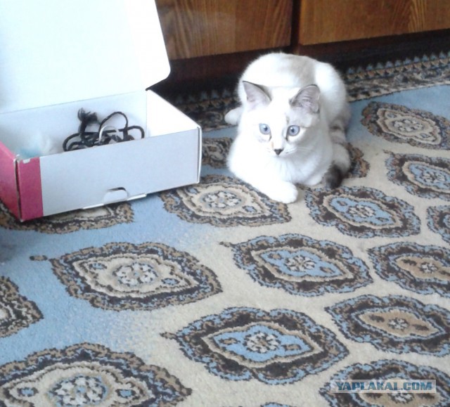 Котовторник  08.07.2014