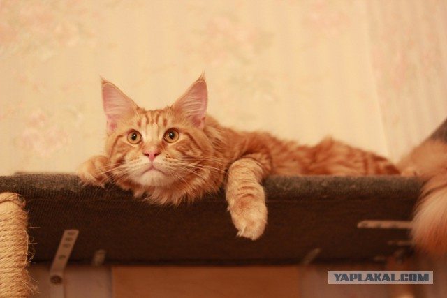 Котовторник  08.07.2014
