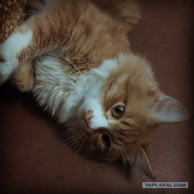 Котовторник  08.07.2014