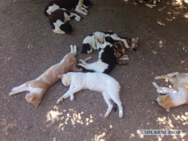 Котовторник 15.07.2014.
