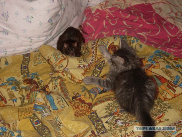 Котовторник 22.07.14