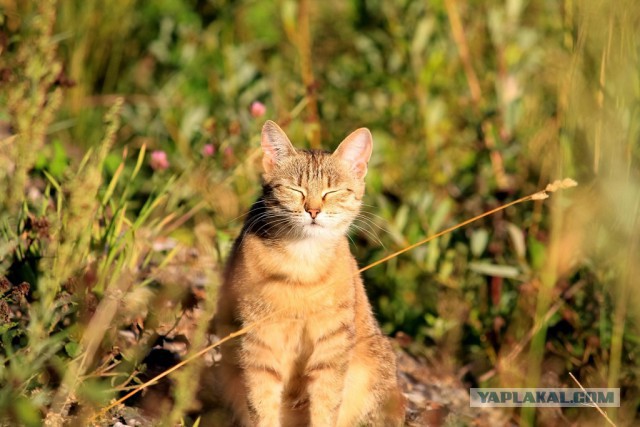 Котовторник 12.08.2014