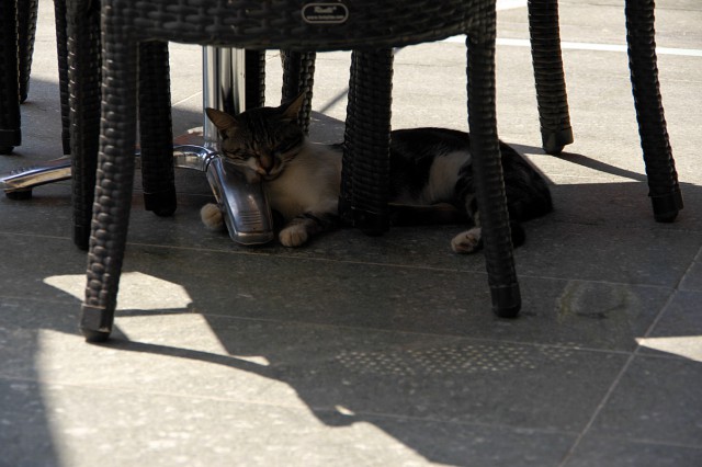 Котовторник 30.09.2014