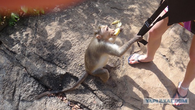 Один будний день индийской жены