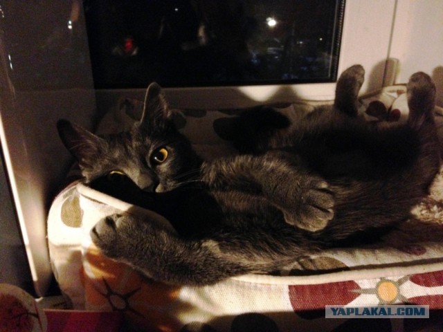 Котовторник