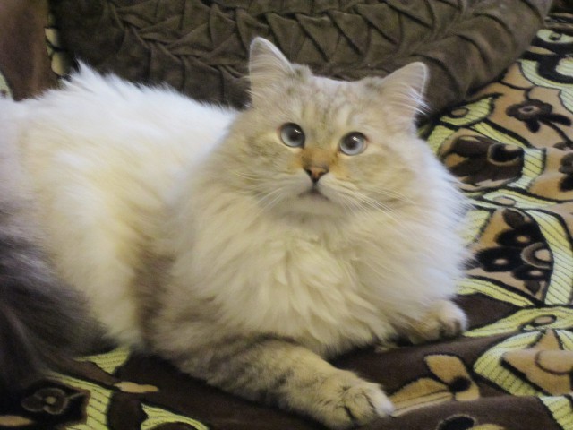 Котовторник 07 04 2015