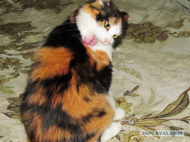 Котовторник 16.06.2015., Котовторник наступил!